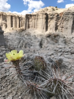 Desert flora