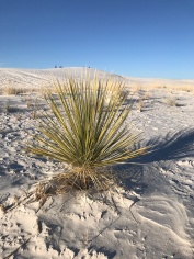 Yucca plant
